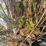 Drieň japonský (Cornus kousa) ´MILKY WAY´ – výška 100–120 cm, kont. C7L